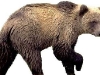 Bear1.jpg
